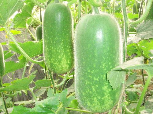 52吃瓜爆料免费吃瓜视频 网红吃瓜独家爆料反差,网红吃瓜独家揭秘，反差萌态引热议